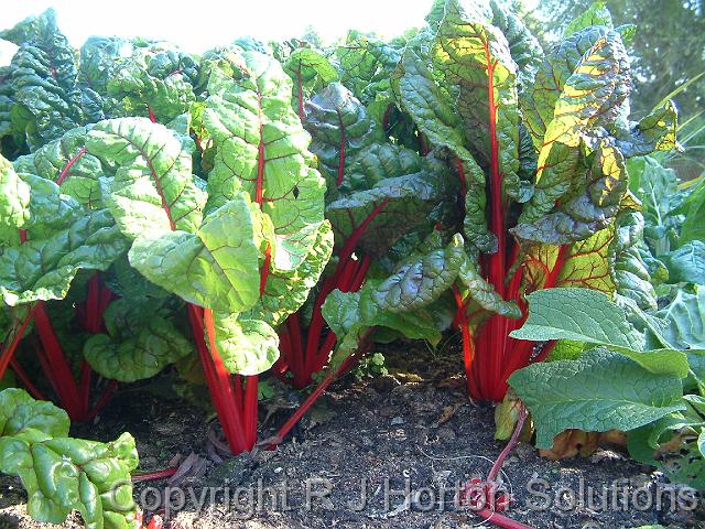 Silverbeet redstemmed_3